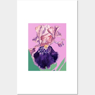 Iris Watercolor Painting - Glorious Purple on Rose Pink Posters and Art